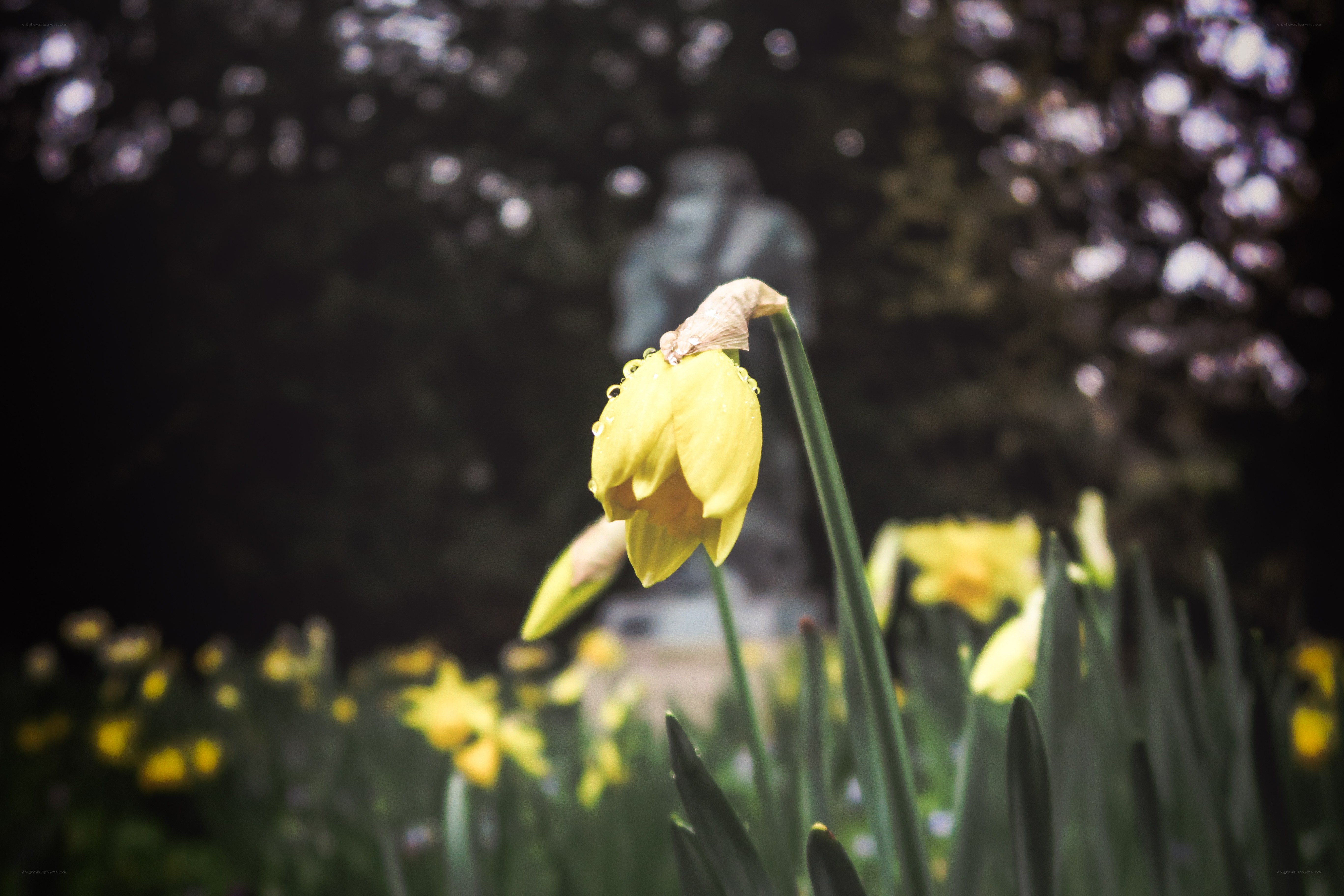 Daffodil in the garden