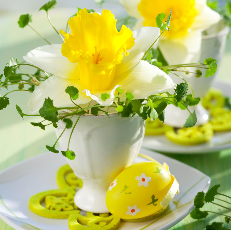Daffodil in White Cup