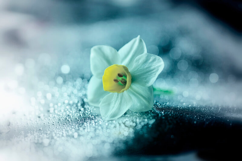Daffodil on wet surface
