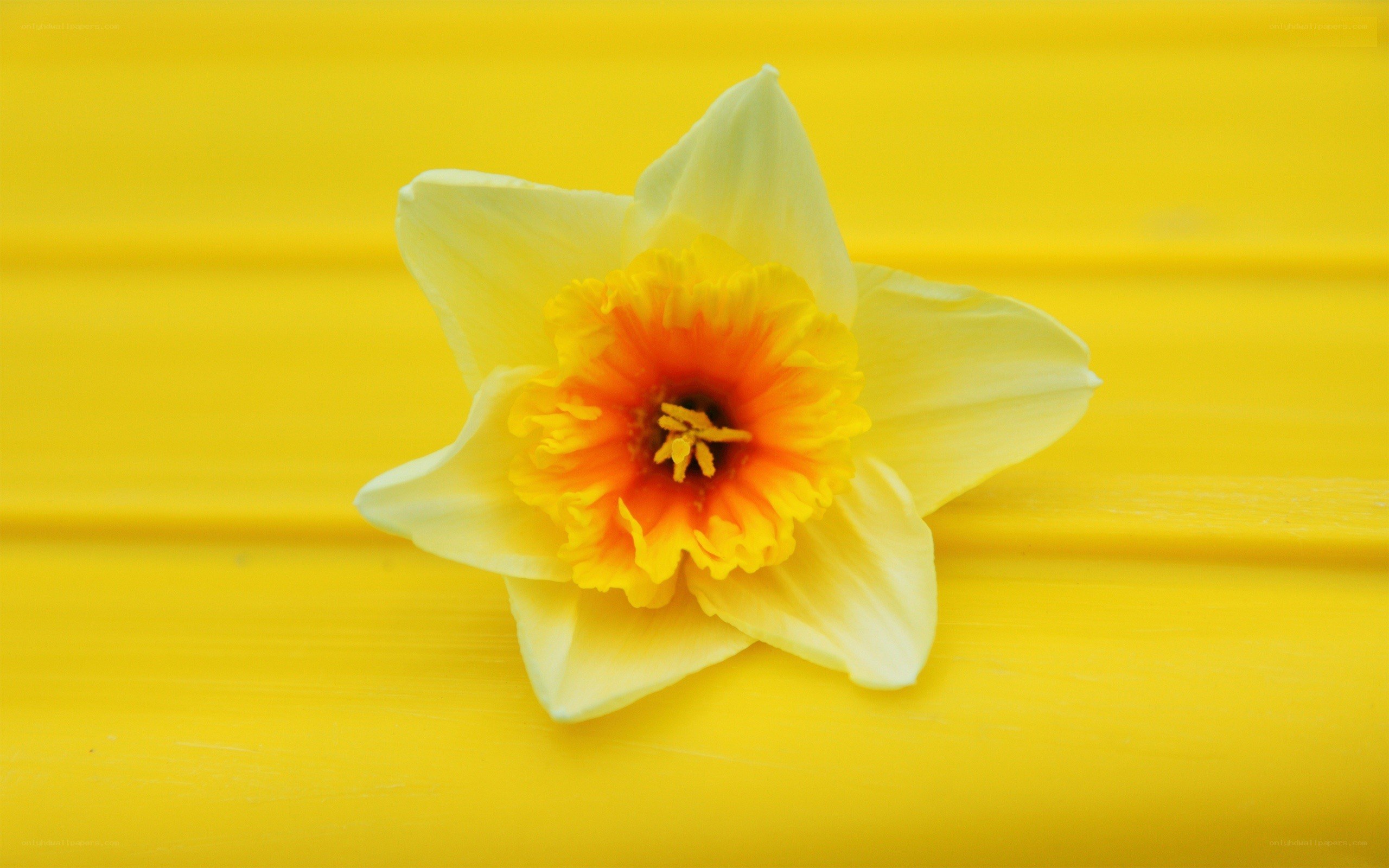 daffodil on yellow background