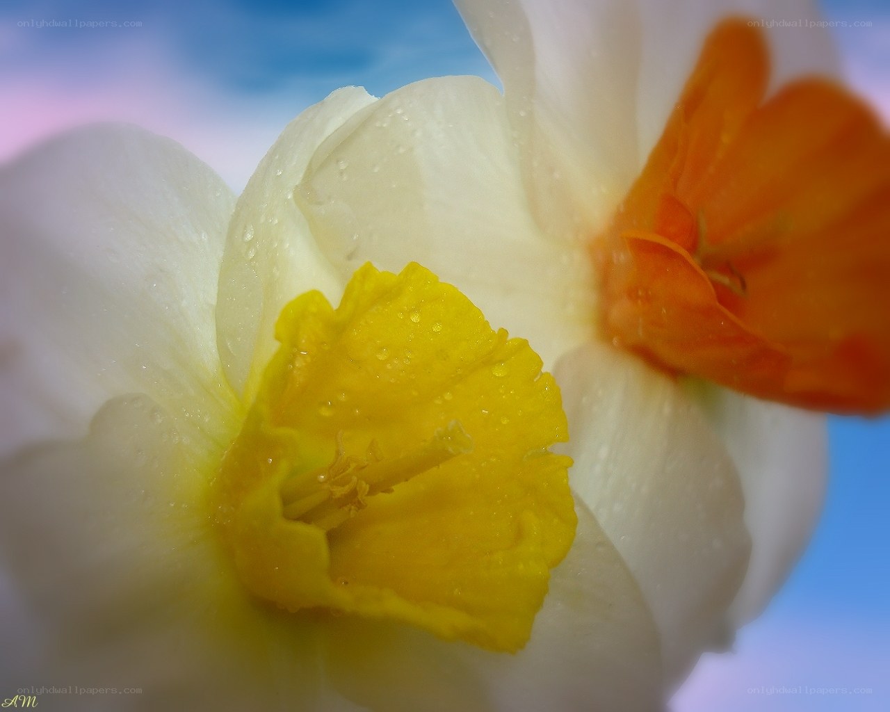 Daffodil with dew drops