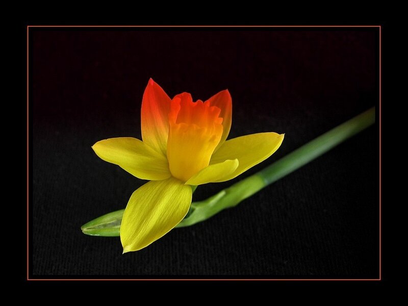 Daffodil with gradient petals