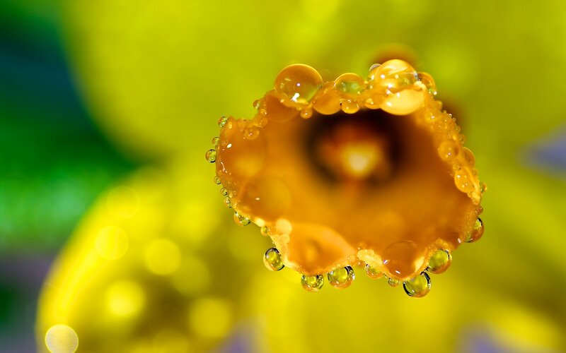 Daffodil with water droplets