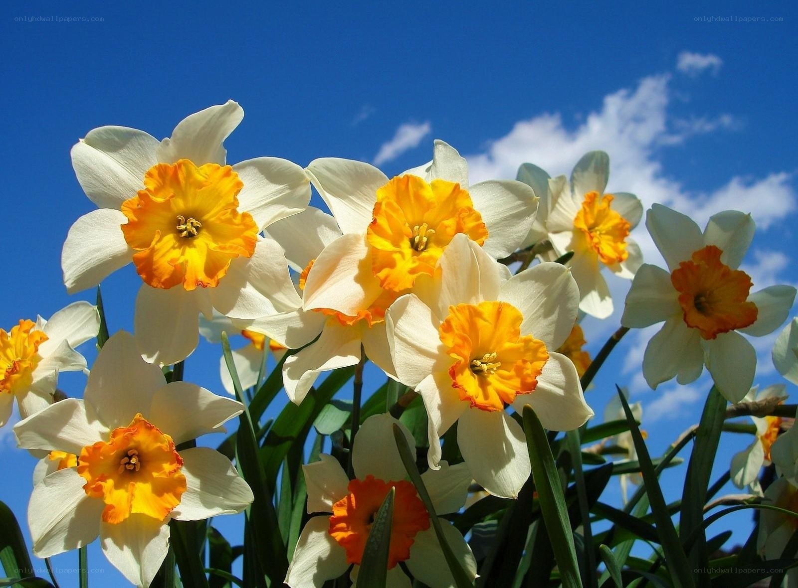 Daffodils against blue sky