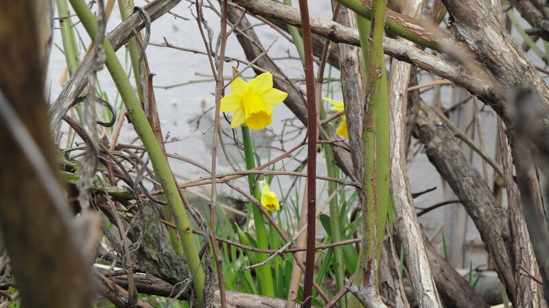 Daffodils among tangled branches