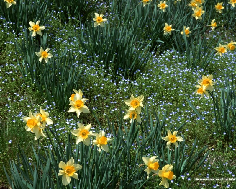 Daffodils and Blue Flowers