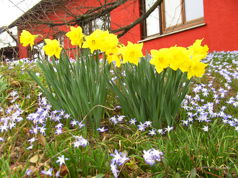 Daffodils and Blue Flowers — Yellow