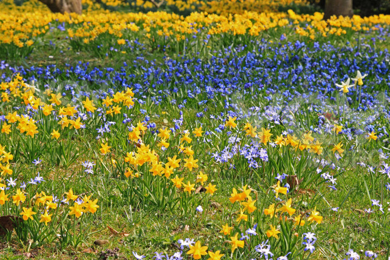 Daffodils and Bluebells