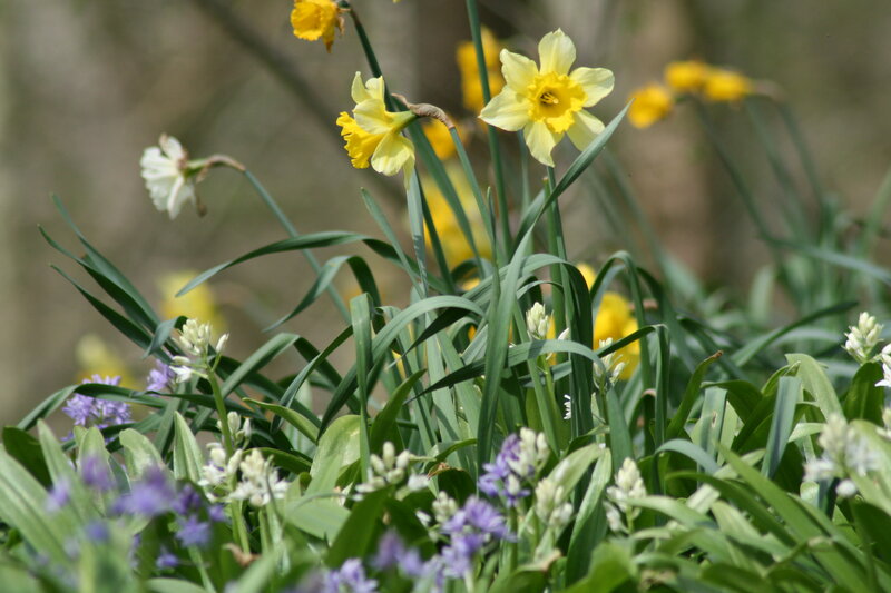 Daffodils and Bluebells — Yellow