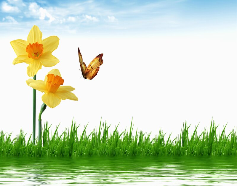 Daffodils and Butterfly