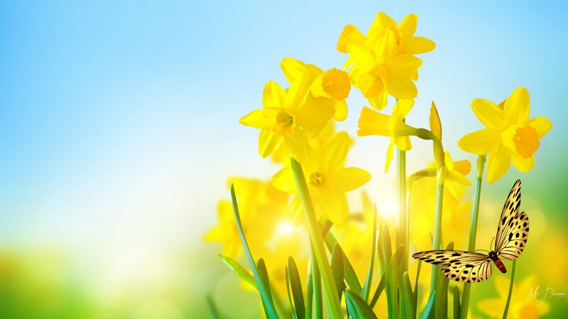 Daffodils and Butterfly — Yellow