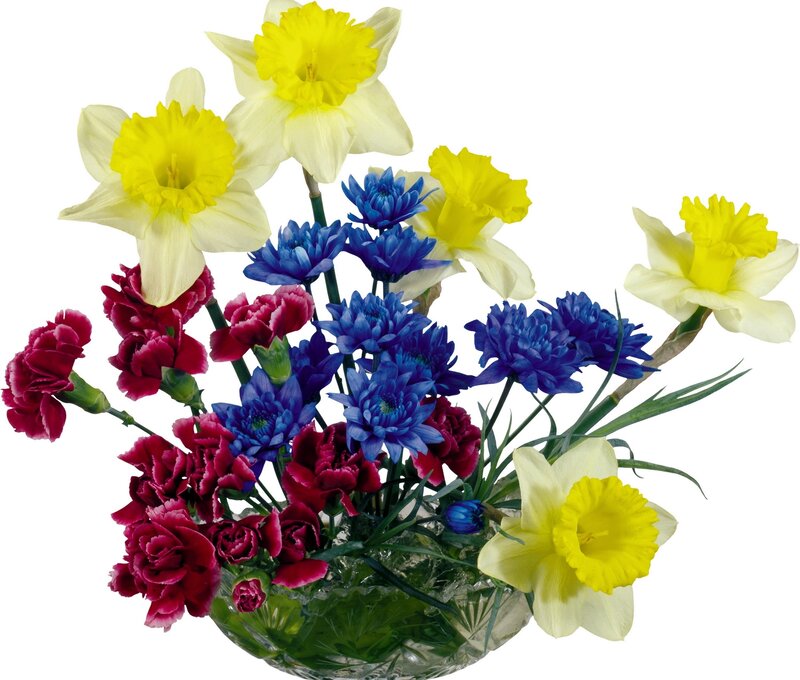 Daffodils and Carnations