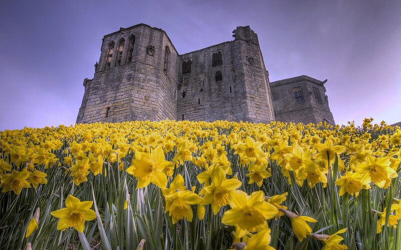 Daffodils and Castle — Yellow