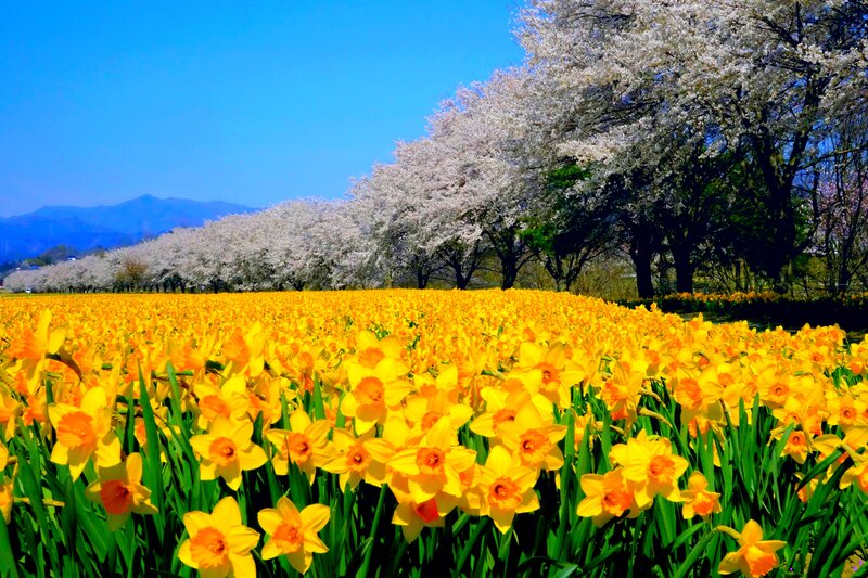 Daffodils and Cherry Blossoms