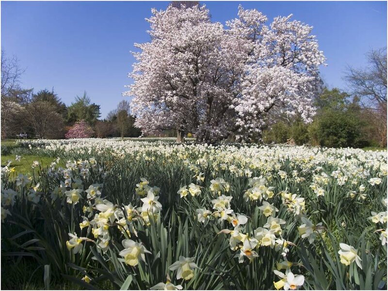 Daffodils and Cherry Tree