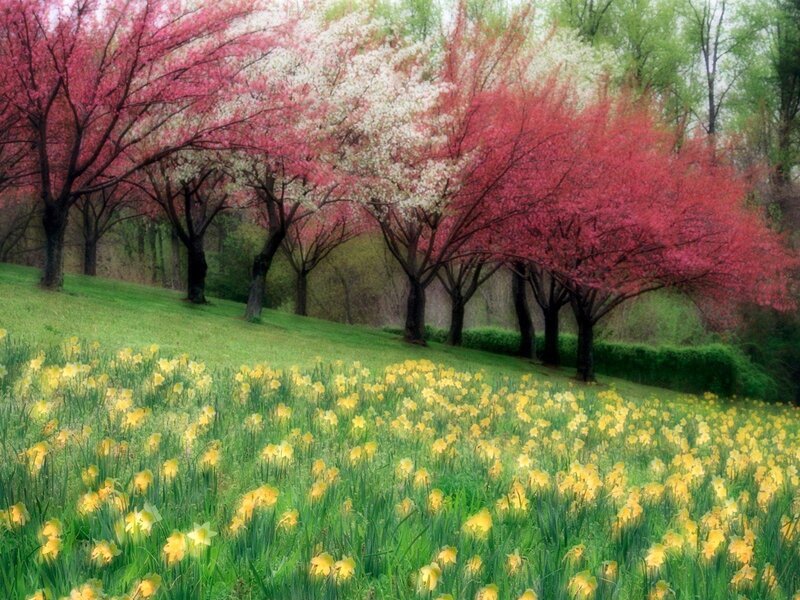 Daffodils and Cherry Trees