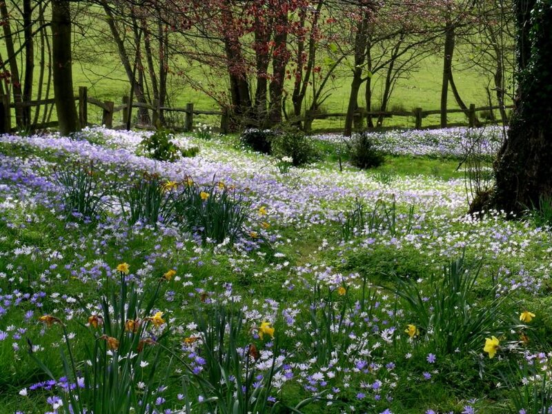 Daffodils and Crocuses