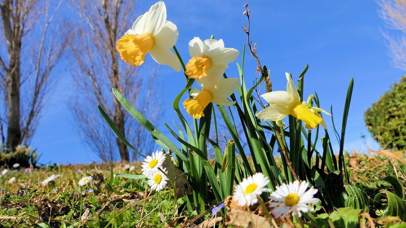 Daffodils and Daisies