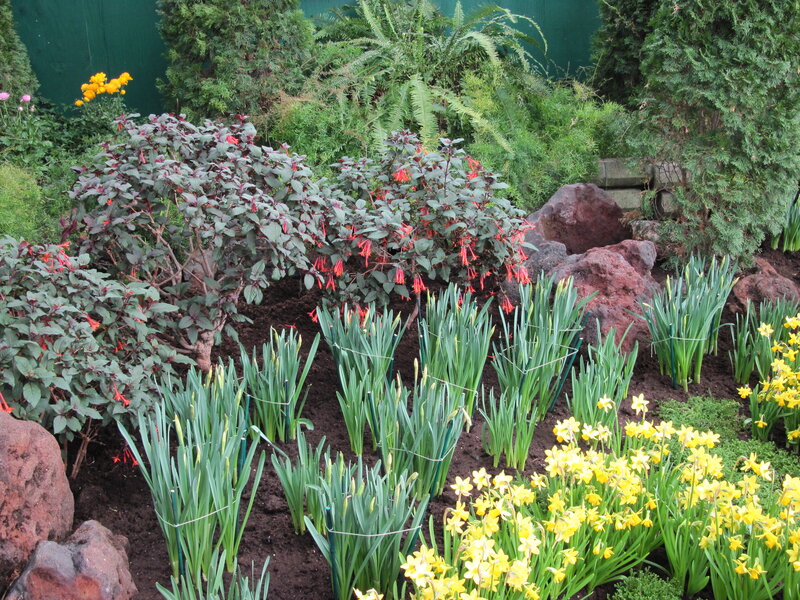 Daffodils and Fuchsia in Garden