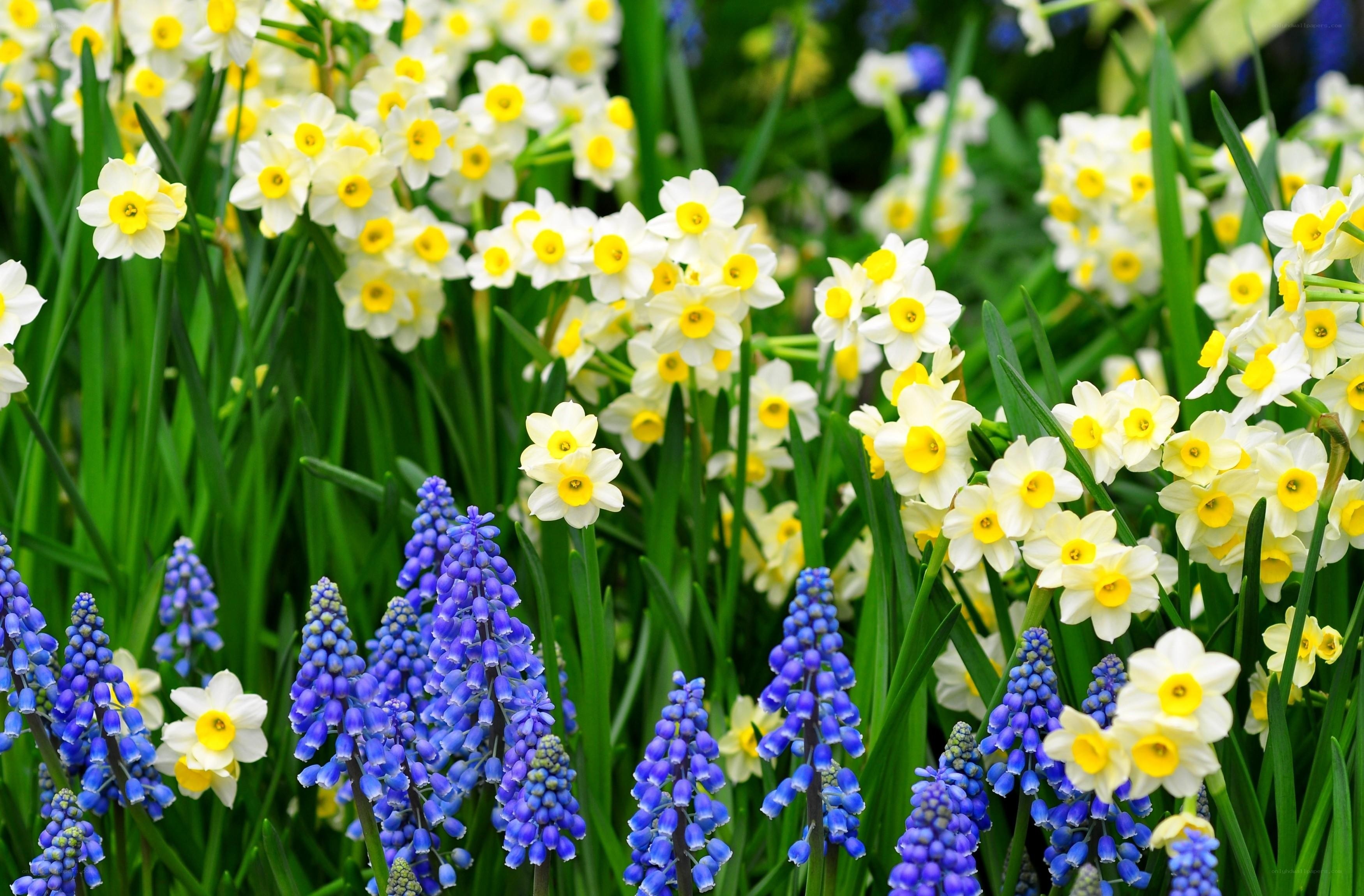 Daffodils and grape hyacinths in bloom