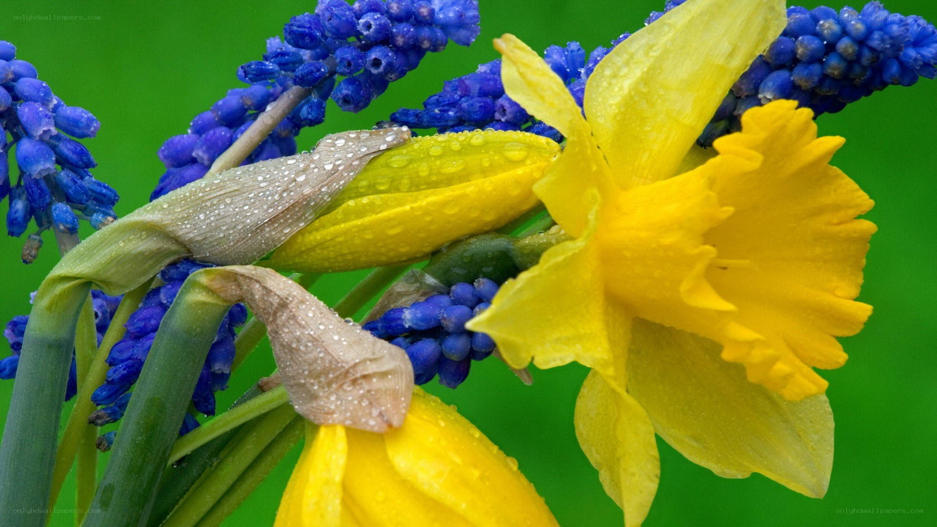 Daffodils and grape hyacinths with dew