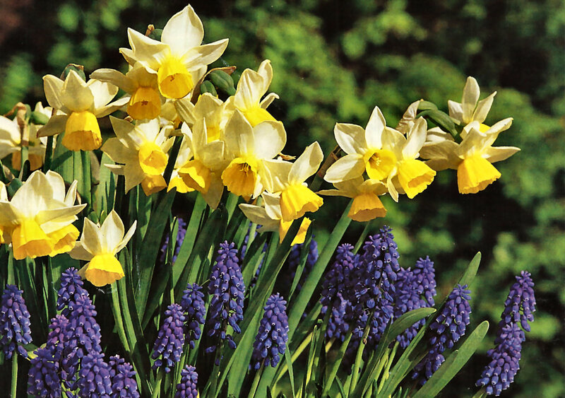 Daffodils and Grape Hyacinths — Yellow, Serene