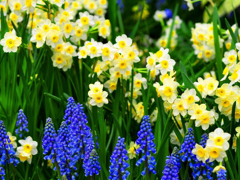Daffodils and Grape Hyacinths — Yellow
