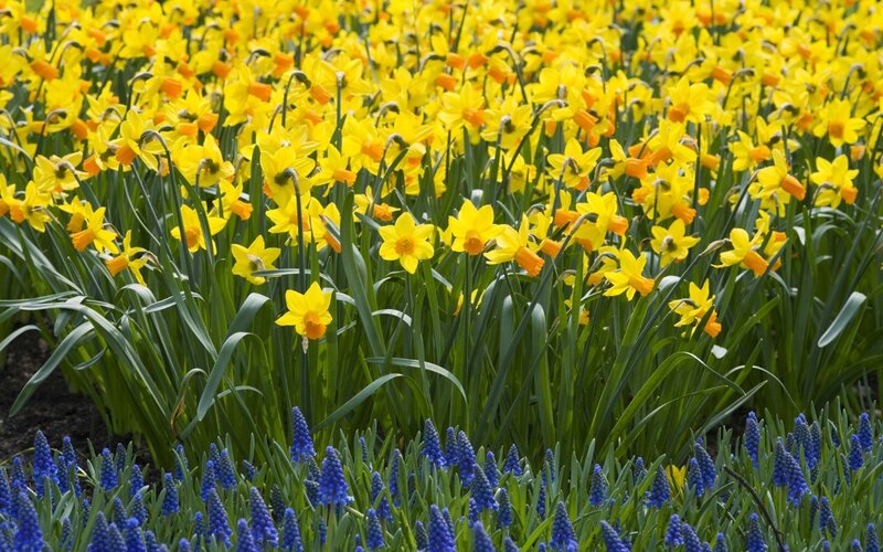 Daffodils and Grape Hyacinths — Yellow, Vibrant