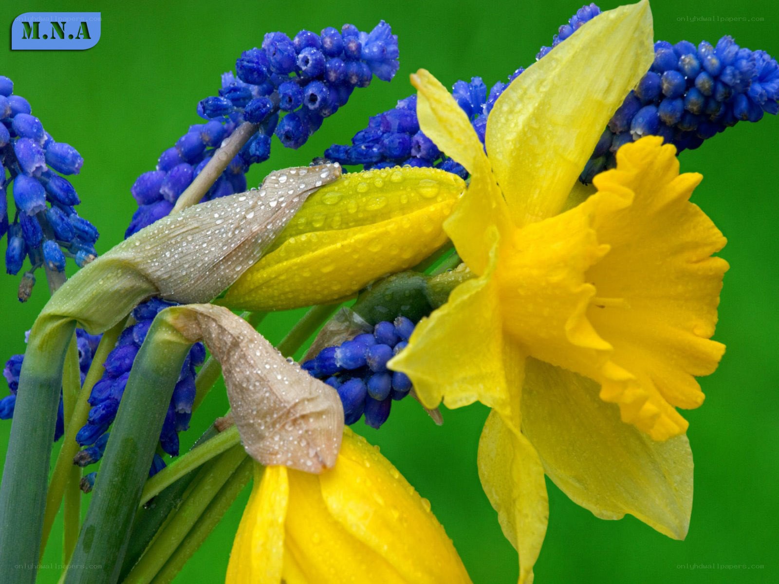 Daffodils and grape hyacinths