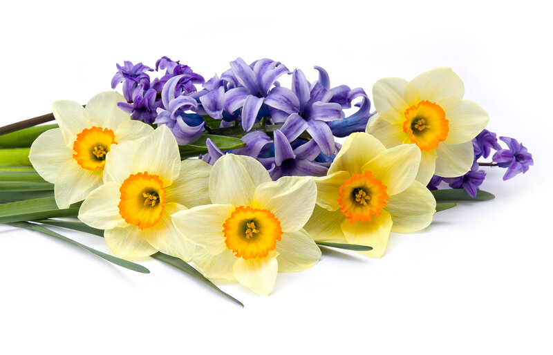 Daffodils and Hyacinths — Yellow, Calm