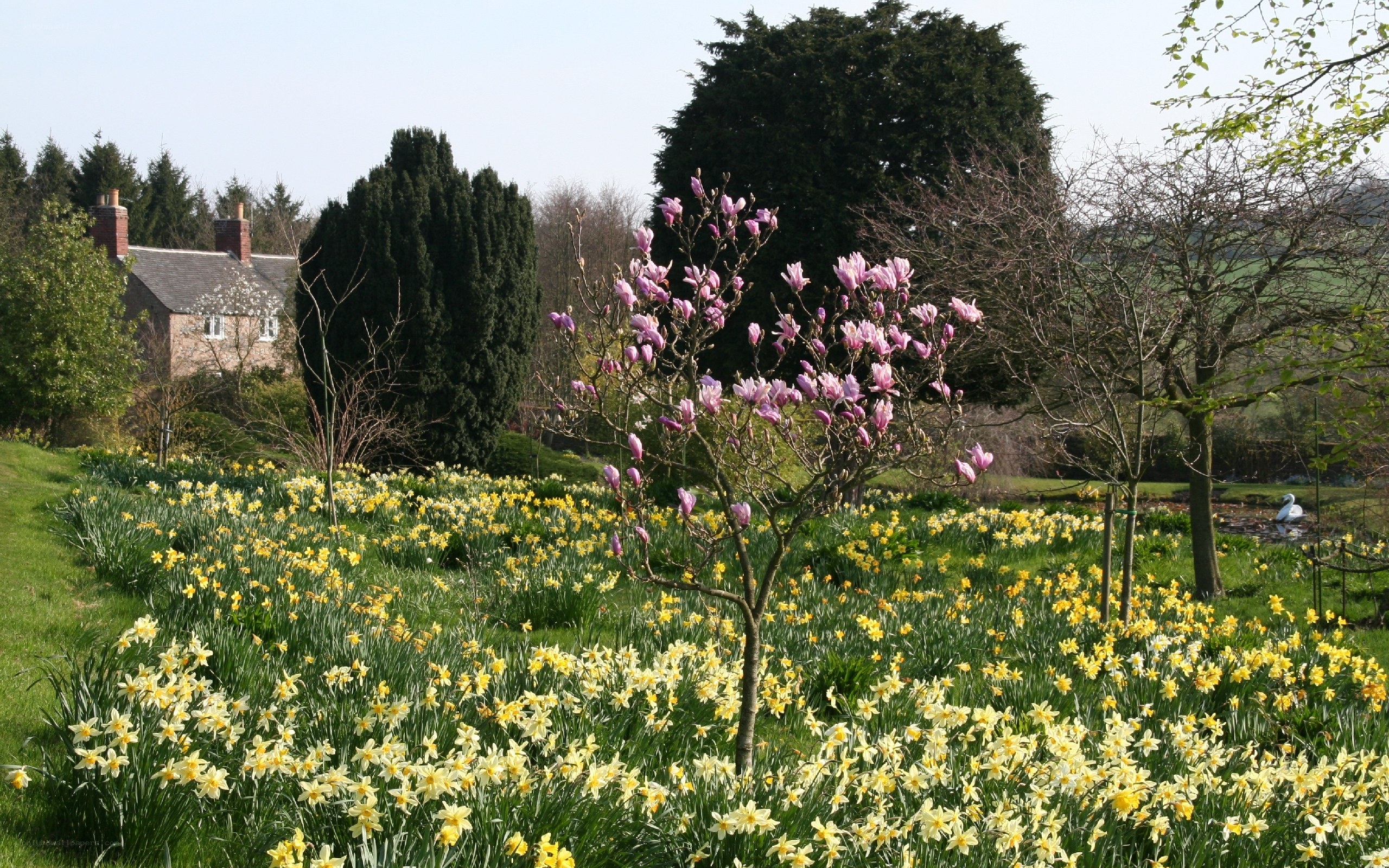 Daffodils and magnolia in spring
