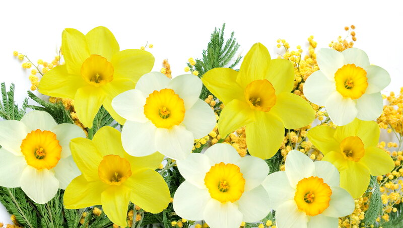 Daffodils and Mimosa — Yellow, Bright