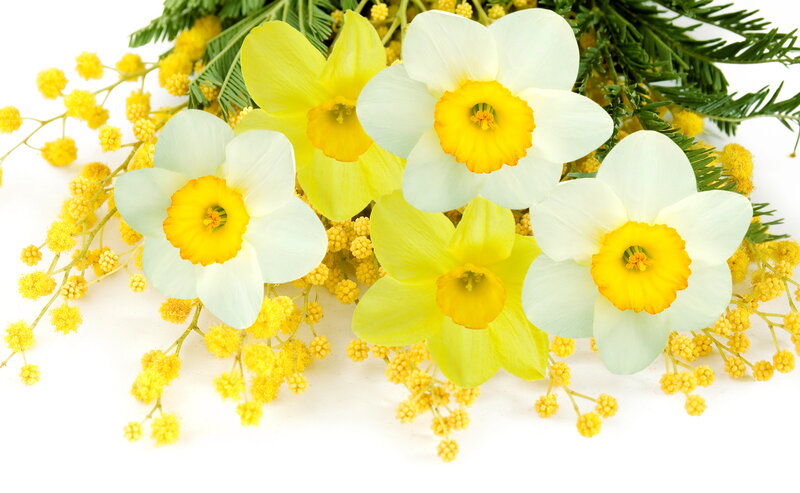 Daffodils and Mimosa — Yellow