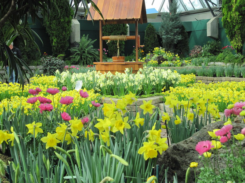 Daffodils and Poppies