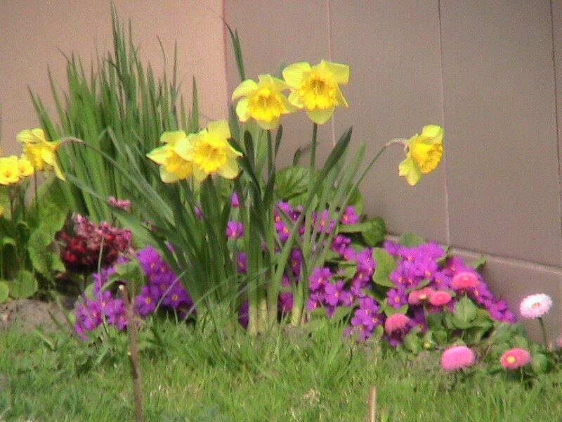 Daffodils and Primroses