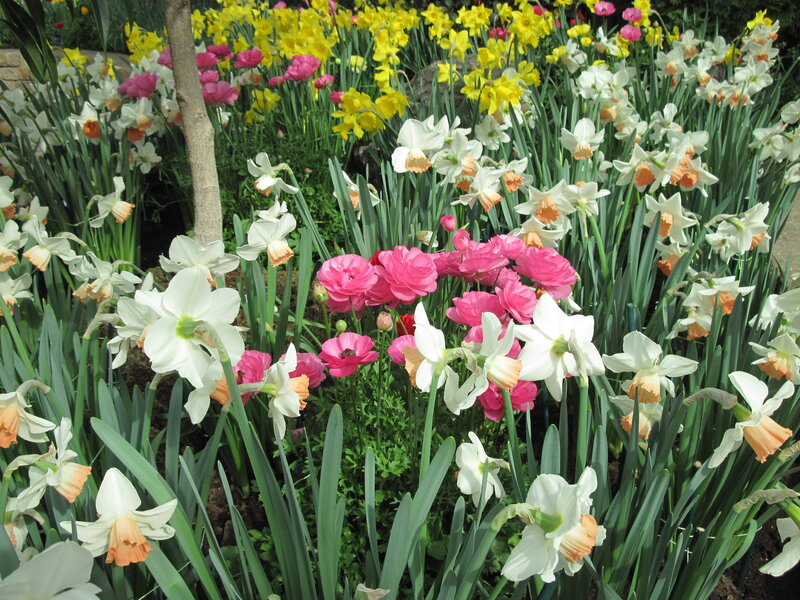 Daffodils and Ranunculus — White
