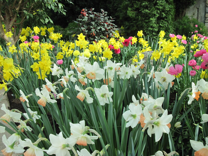 Daffodils and Ranunculus — Yellow, Serene, Spring, Photograph, Flowers