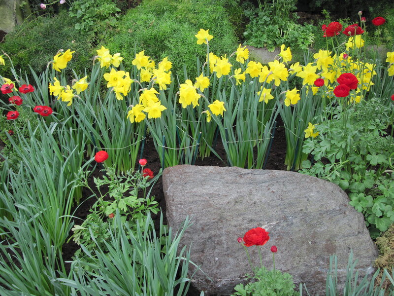 Daffodils and Ranunculus — Yellow, Serene, Spring, Photograph