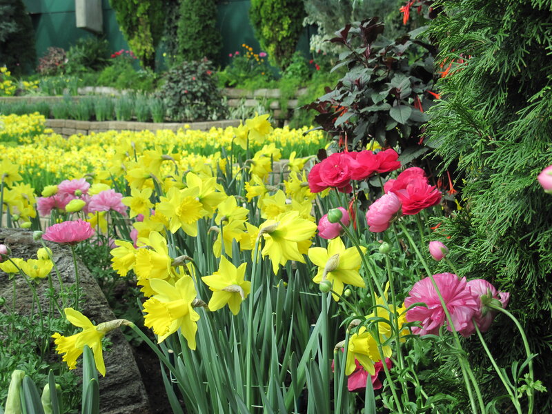 Daffodils and Ranunculus — Yellow, Serene, Spring