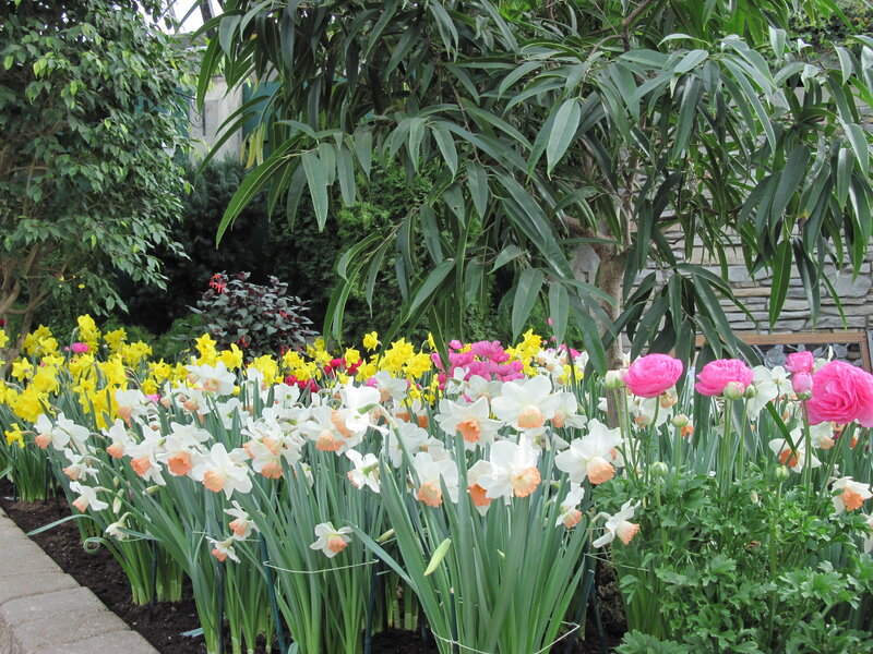 Daffodils and Ranunculus — Yellow, Serene
