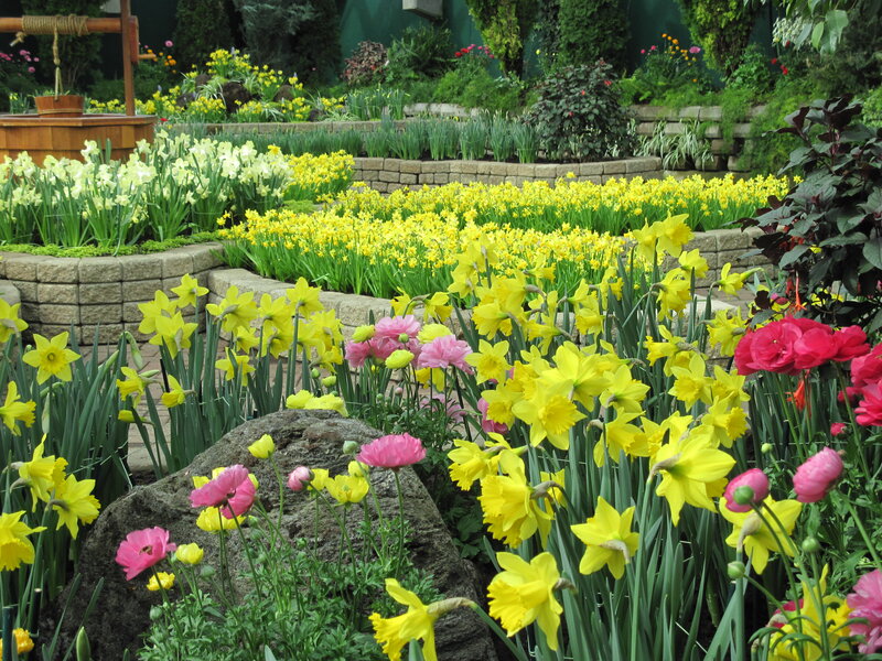 Daffodils and Ranunculus — Yellow