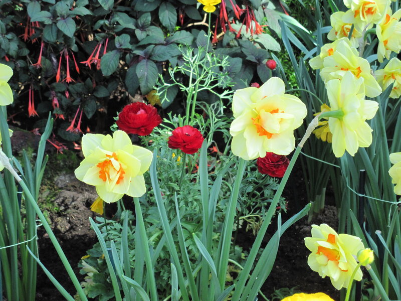 Daffodils and Ranunculus — Yellow, Vibrant
