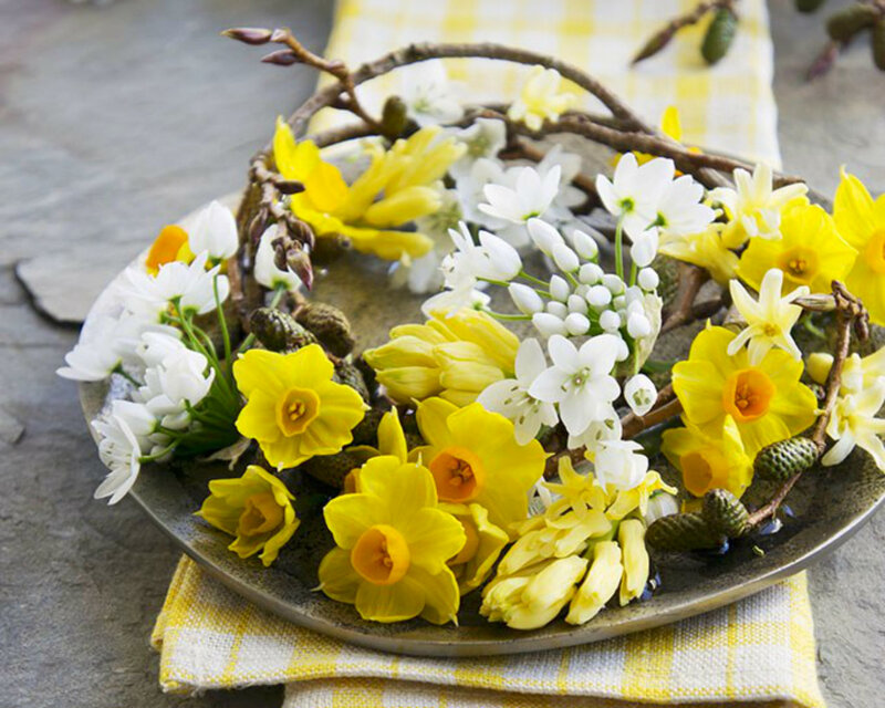 Daffodils and Snowdrops