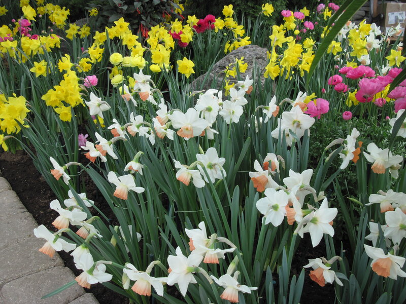 Daffodils and Tulips