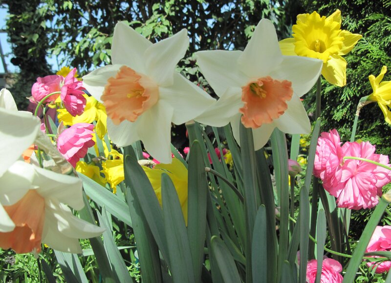 Daffodils and Tulips — White, Bright
