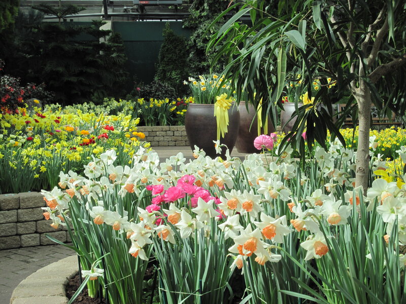 Daffodils and Tulips — White, Serene