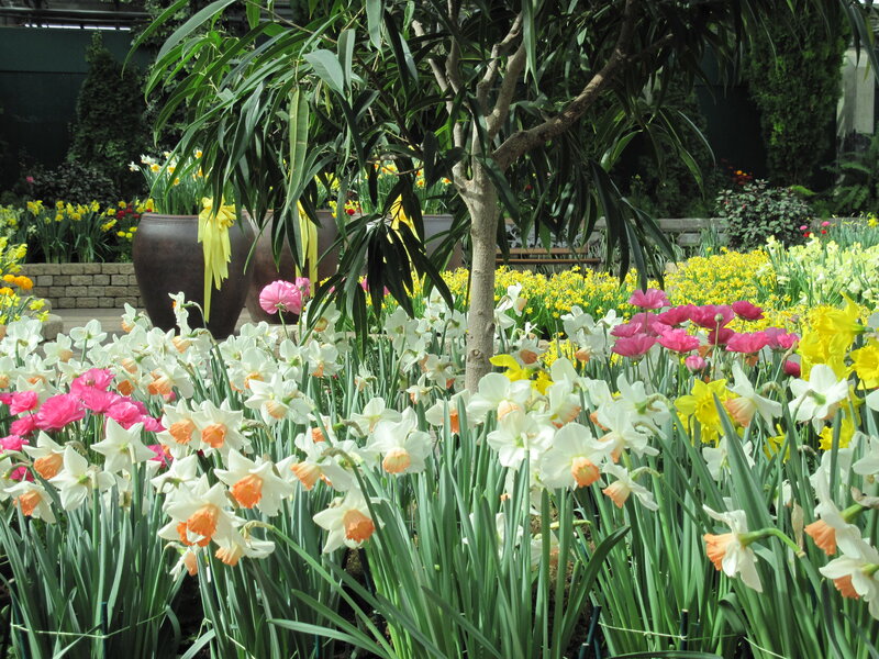 Daffodils and Tulips — White