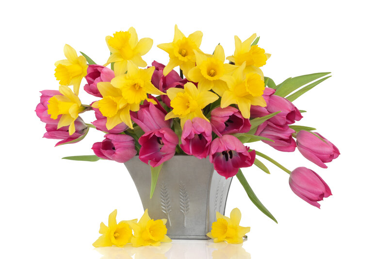 Daffodils and Tulips — Yellow, Bright