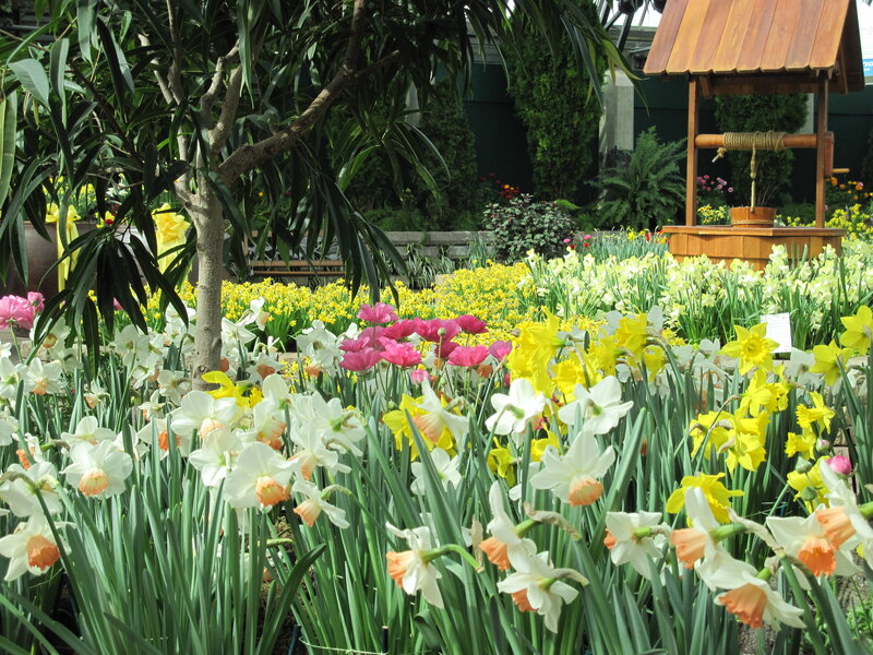 Daffodils and Tulips — Yellow