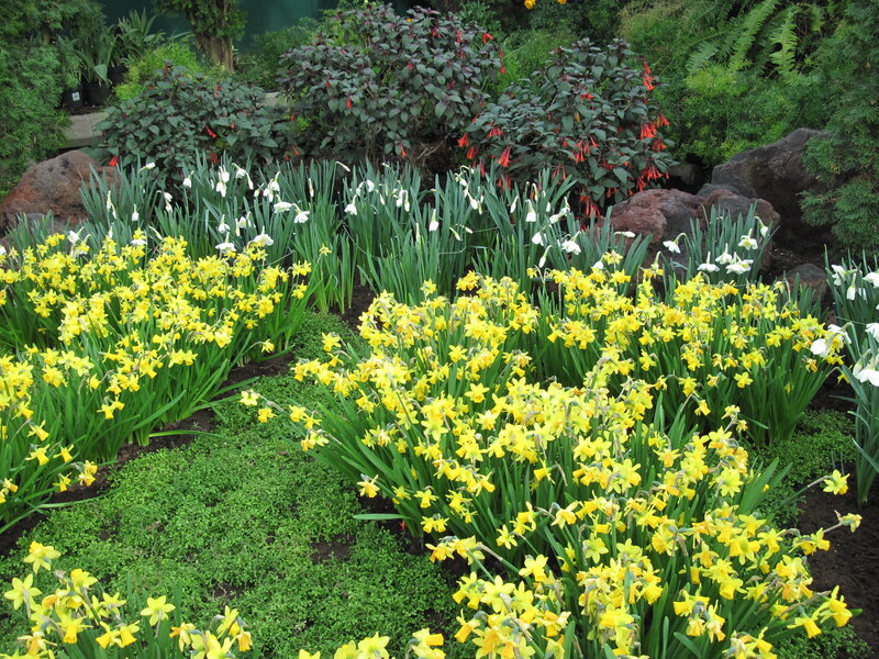 Daffodils and White Flowers